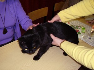 бомбейская порода кошек (англо-саксонский тип)