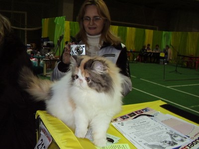 персидская порода кошек (американский тип)