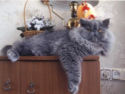 персидская порода кошек