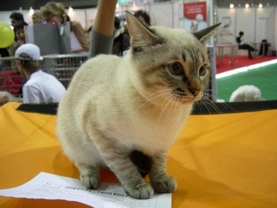 тайская порода кошек