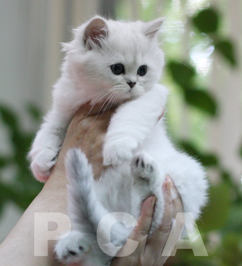 Персидская классическая порода - котенок шиншилла